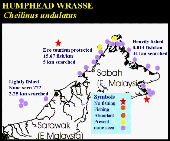 distribution of humphead wrasse populations in east malaysia